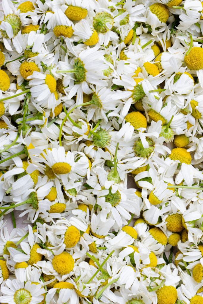 chamomile essential oil for better sleep