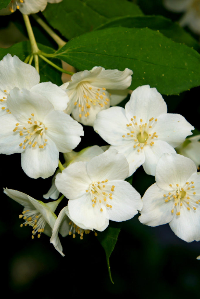 jasmine essential oil for sleep