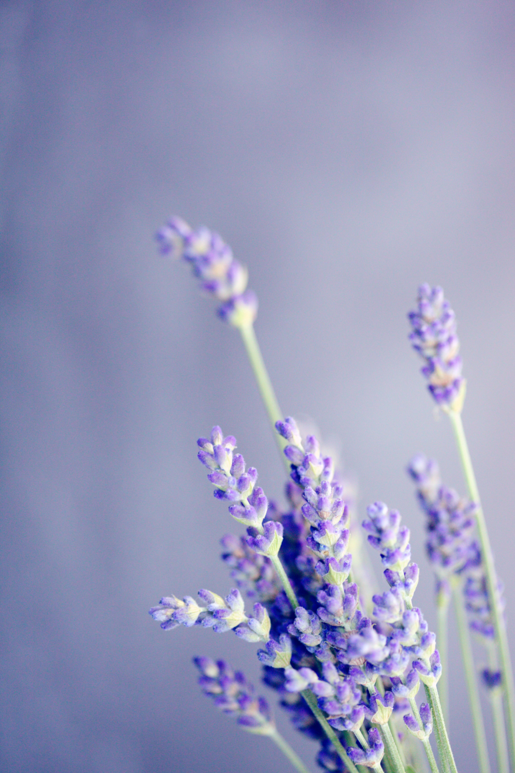 Lavender Essential Oils for better sleep