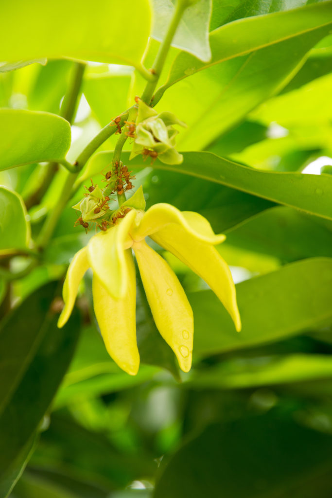 ylang ylang oil