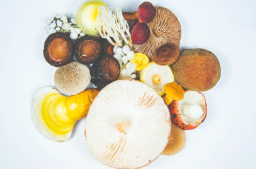 medicinal mushrooms